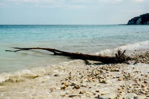 Dead trunk on foreshore, wetted by the sea Stock Photos