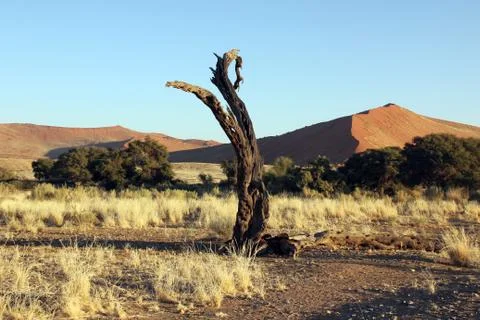 Dead trunk in namib desert namibia Foto stock