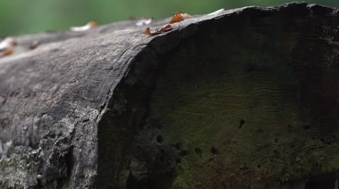 Dead trunk of an old tree, with annual rings. Video stock 41860566