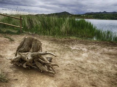 Dead trunk Stock Photos