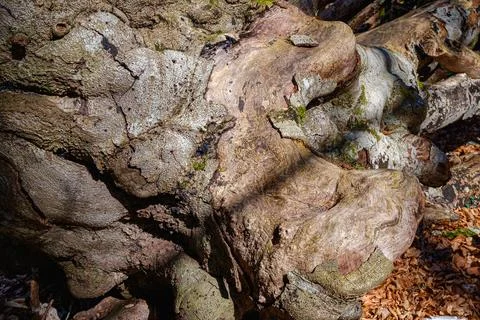 Dead trunk 写真素材