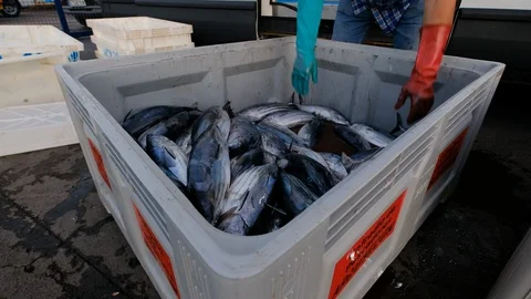 Dead tuna in a box medium shot Stock Footage 104764585