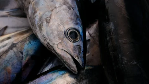 Dead tuna close up on a box Stock Footage 104764685