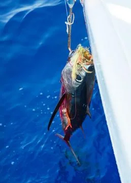 Dead tuna while making a cruise with a sailboat. Foto stock