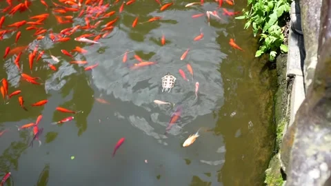 Dead turtle and koi fish swimming in a pond in Yuanjiajie, China Stock Footage 341664478