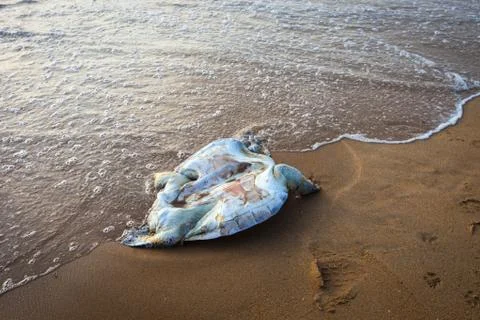 A dead turtle on the beach Stock Photos