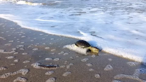 Dead turtle on Black Sea coast of Bulgaria. Pollution of world ocean 스톡 동영상 251487747