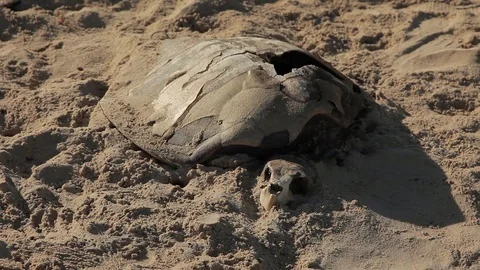 Dead turtle with empty shell lying on the sea beach of Vietnam in spring. Stock Footage 98569473