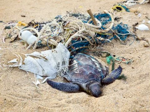 Dead turtle entangled in fishing nets on the ocean Stock Photos