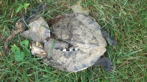Dead turtle on ground animal Stock Footage 64956718