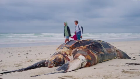 A dead turtle lies on the ocean shore and people come up to it to look at it Stock Footage 302546042