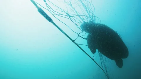 Dead turtle stuck in shark net sydney RED 4k Stockbeeldmateriaal 144614850
