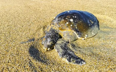 Dead turtle washed up on the beach in Puerto Escondido Mexico. Stock Photos