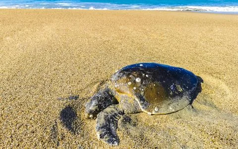 Dead turtle washed up on the beach in Puerto Escondido Mexico. Stock Photos