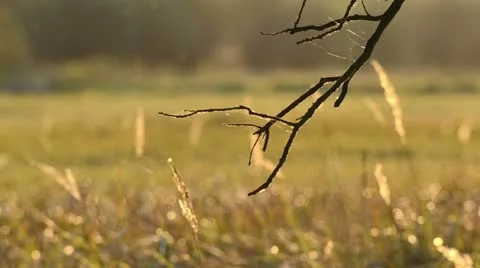 Dead twigs with spider silk threads Stock Footage 12919356