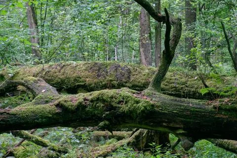 Dead two oaks lying side by side moss wrapped among deciduous trees in summer Stock Photos