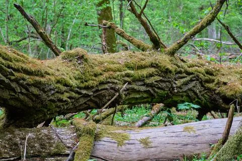 Dead two oaks lying side by side moss wrapped among deciduous trees in summer Foto stock