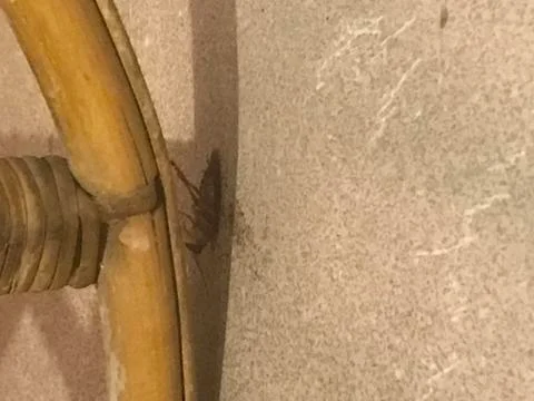 Dead ugly cockroach Foto stock