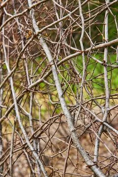 Dead vines tangled into crisscrossing pattern vertical background asset of Stock Photos