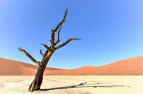 Dead Vlei, Namibia Stock Photos