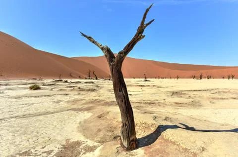 Dead Vlei, Namibia Stock Photos