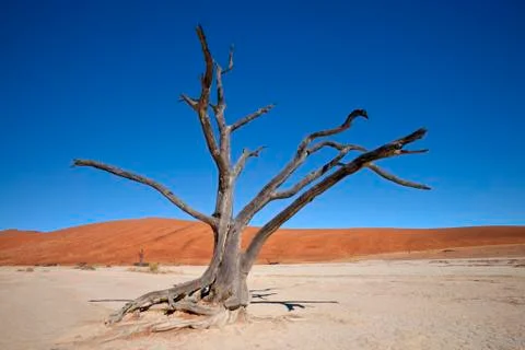 Dead Vlei - Sossusvlei - Namibia Stock Photos