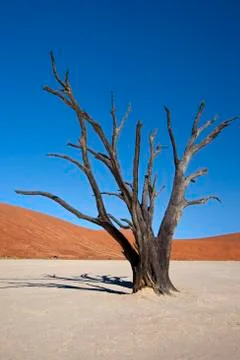 Dead Vlei - Sossusvlei - Namibia Stock Photos
