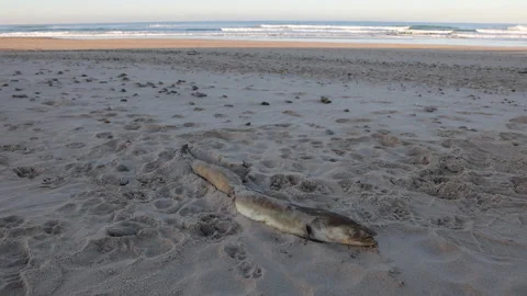 Dead washed up conger eel on beach sand rotting at sunrise with ocean waves Stock Footage 275200800