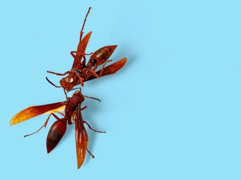 Dead Wasp Approached by Another Wasp Isolated on Blue Background, Insect Behavio Stock Photos