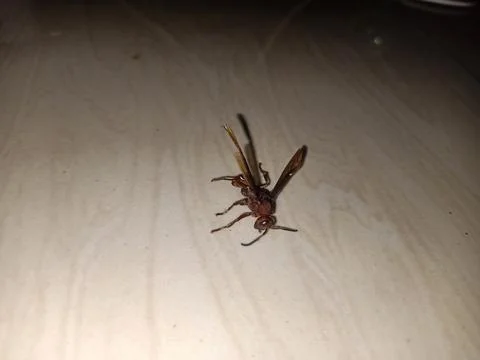 A dead wasp on the floor Foto stock