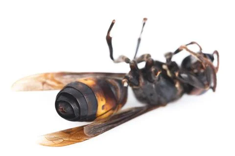 Dead wasp isolated on a white Stock Photos
