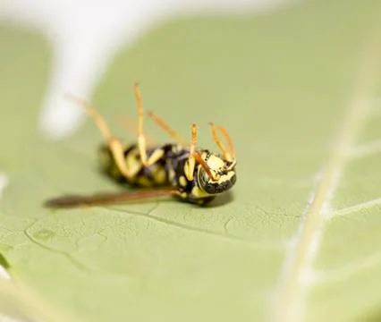 Dead wasp Macro Stock Photos