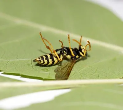 Dead wasp Macro Stock Photos