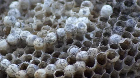 Dead Wasp Nest Macro, 4K Stock Footage 50313640