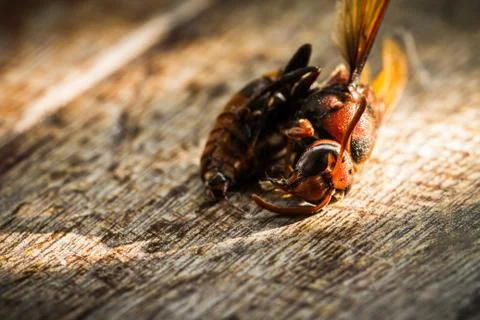 Dead wasp Stock Photos