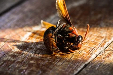Dead wasp Stock Photos