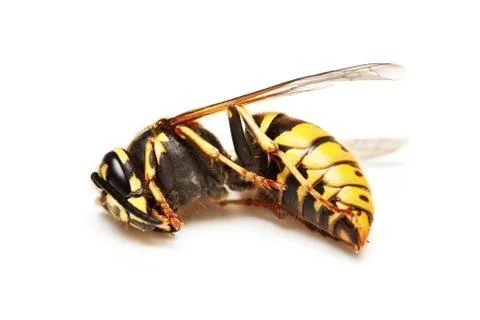 Dead wasp Stock Photos