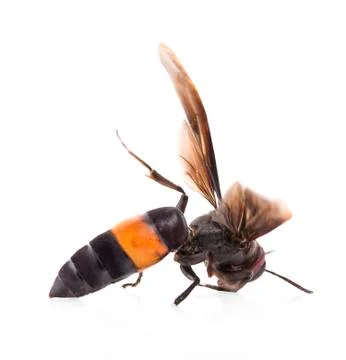 Dead Waspe on white background Stock Photos