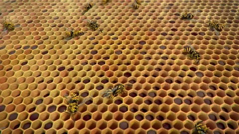 Dead wasps ine the hive, looping animation Stock Footage 88921955