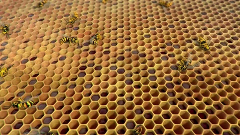 Dead wasps ine the hive, looping animation Stock Footage 88921962