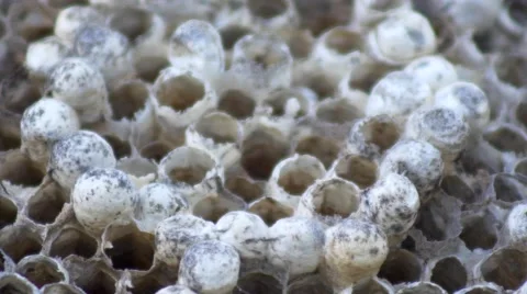 Dead wasp's nest macro pattern, 4K Stock Footage 50313601