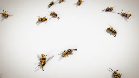 Dead wasps on white background, looping animation Stock Footage 88921913
