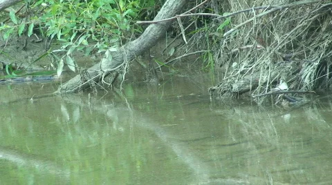 Dead water Stock Footage 808086