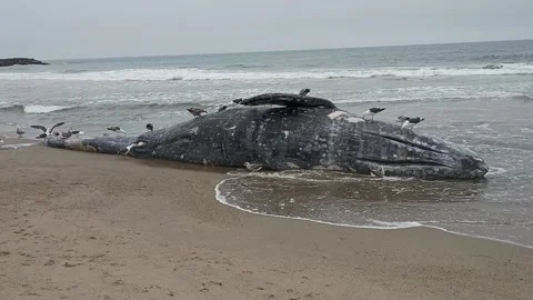 Dead Whale On Beach Stock Footage 334689688