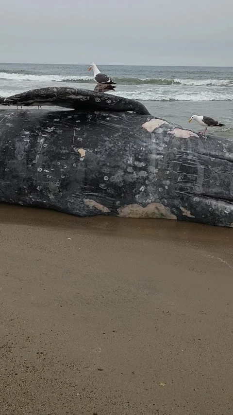 Dead Whale On Beach Pan Stock Footage 334689715