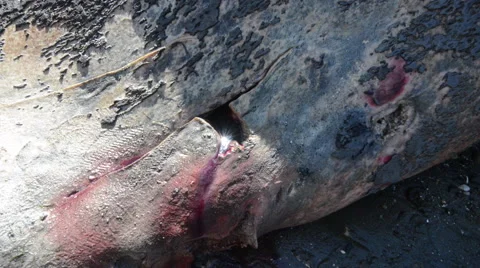 Dead whale bleeding Stock Footage 62841225