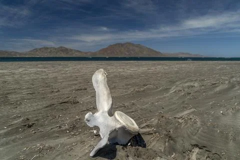 Dead whale bones on the beach Stock Photos