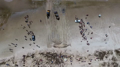 Dead whale carcass stranded on Imbe beach aerial top down view with crowds and Stock Footage 327853341