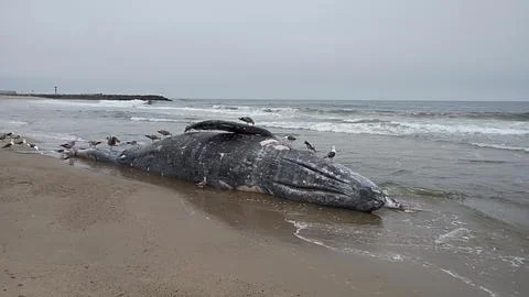 Dead Whale Foto stock