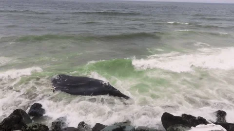 Dead Whale on Rocks 스톡 동영상 201371934